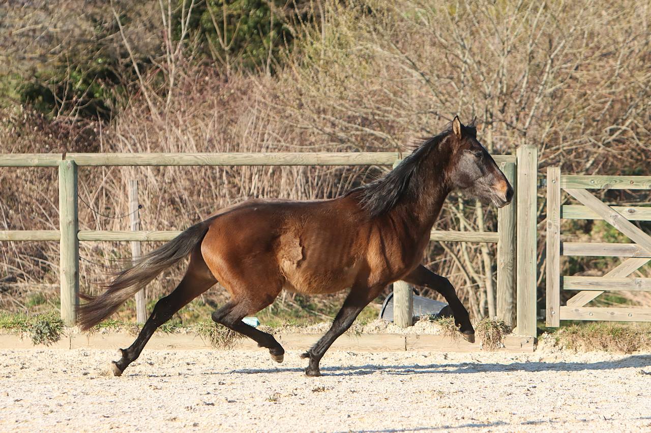 Entire PRE Pure Spanish Bred For sale 2023 Grey