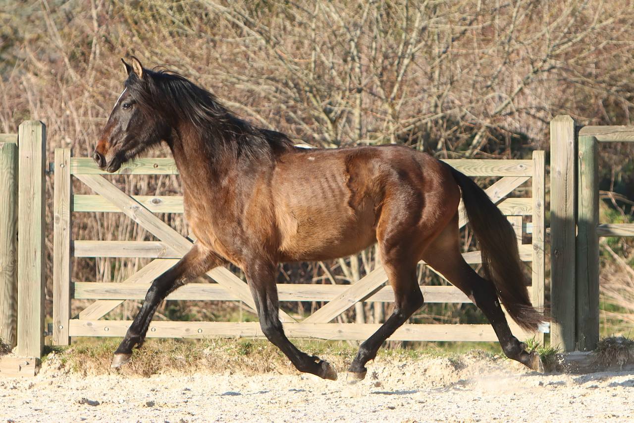 Entire PRE Pure Spanish Bred For sale 2023 Grey