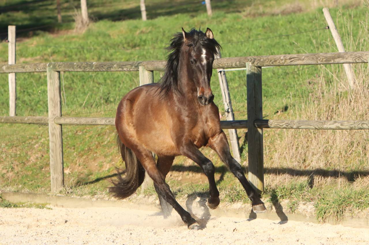 Entire PRE Pure Spanish Bred For sale 2023 Grey