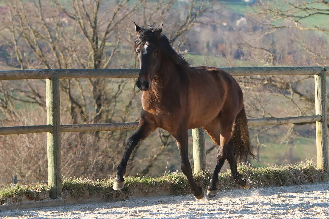 Entire PRE Pure Spanish Bred For sale 2023 Grey