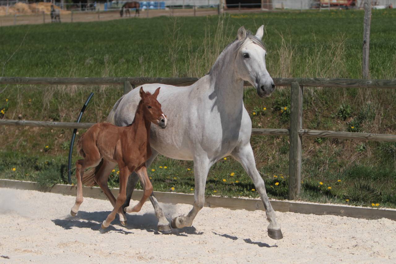 Entire PRE Pure Spanish Bred For sale 2023 Grey