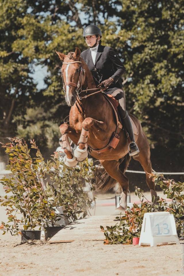 Entire PRE Pure Spanish Bred For sale 2023 Grey