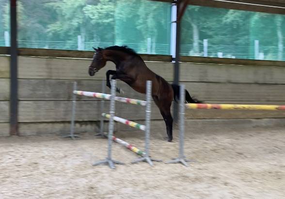 Gelding Zangersheide For sale 2021 Dark Bay