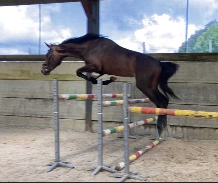 Gelding Zangersheide For sale 2021 Dark Bay