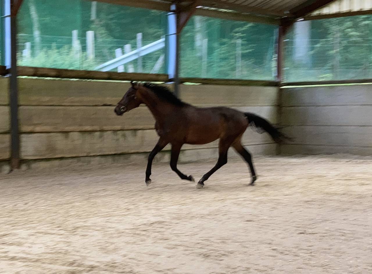 Gelding Zangersheide For sale 2021 Dark Bay