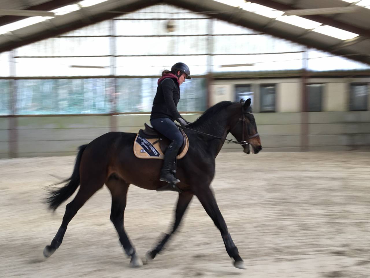 Gelding Zangersheide For sale 2021 Dark Bay