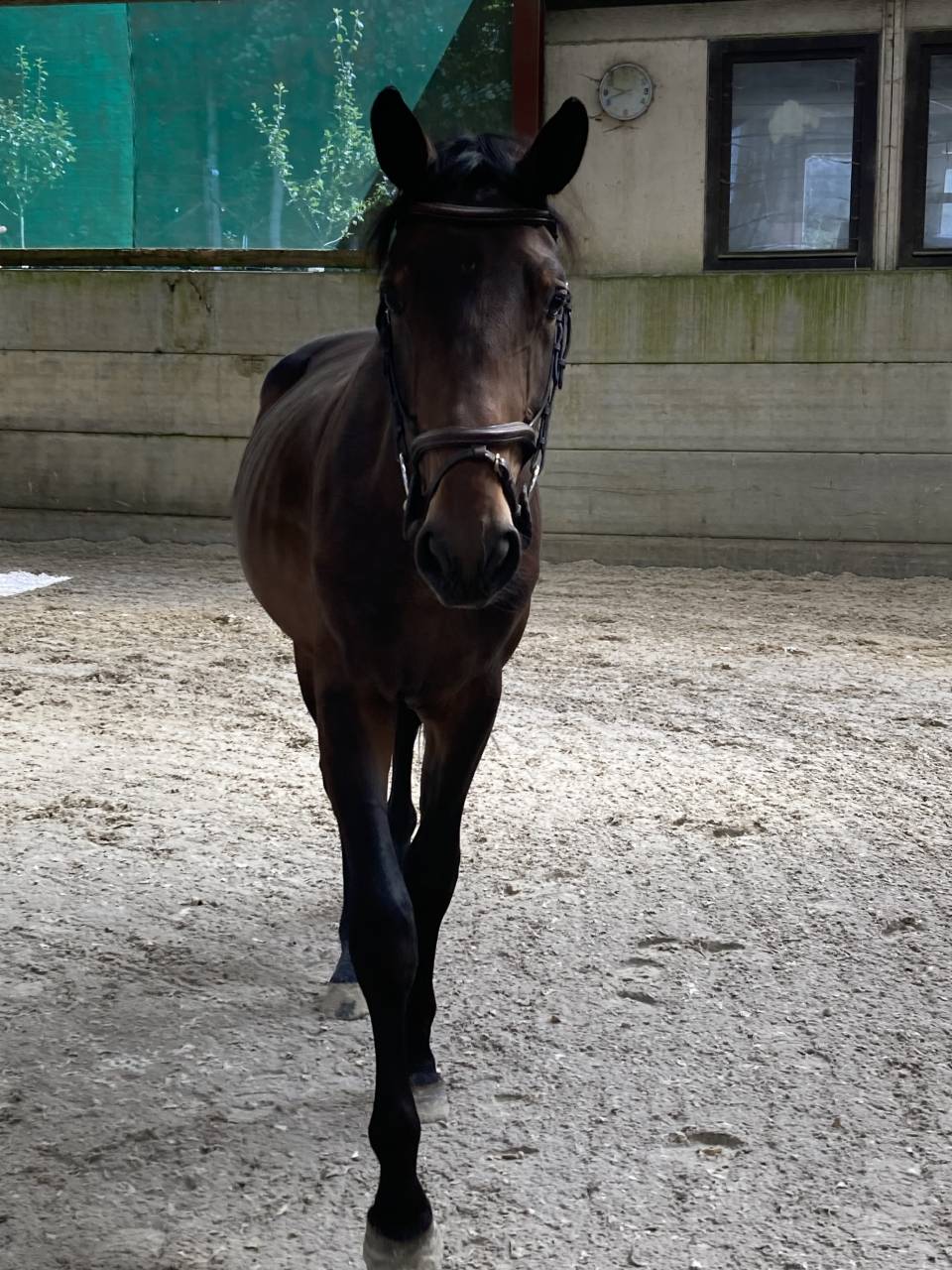 Gelding Zangersheide For sale 2021 Dark Bay