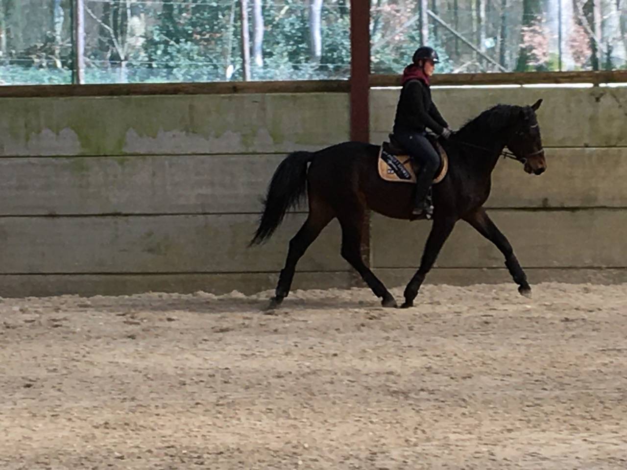 Gelding Zangersheide For sale 2021 Dark Bay