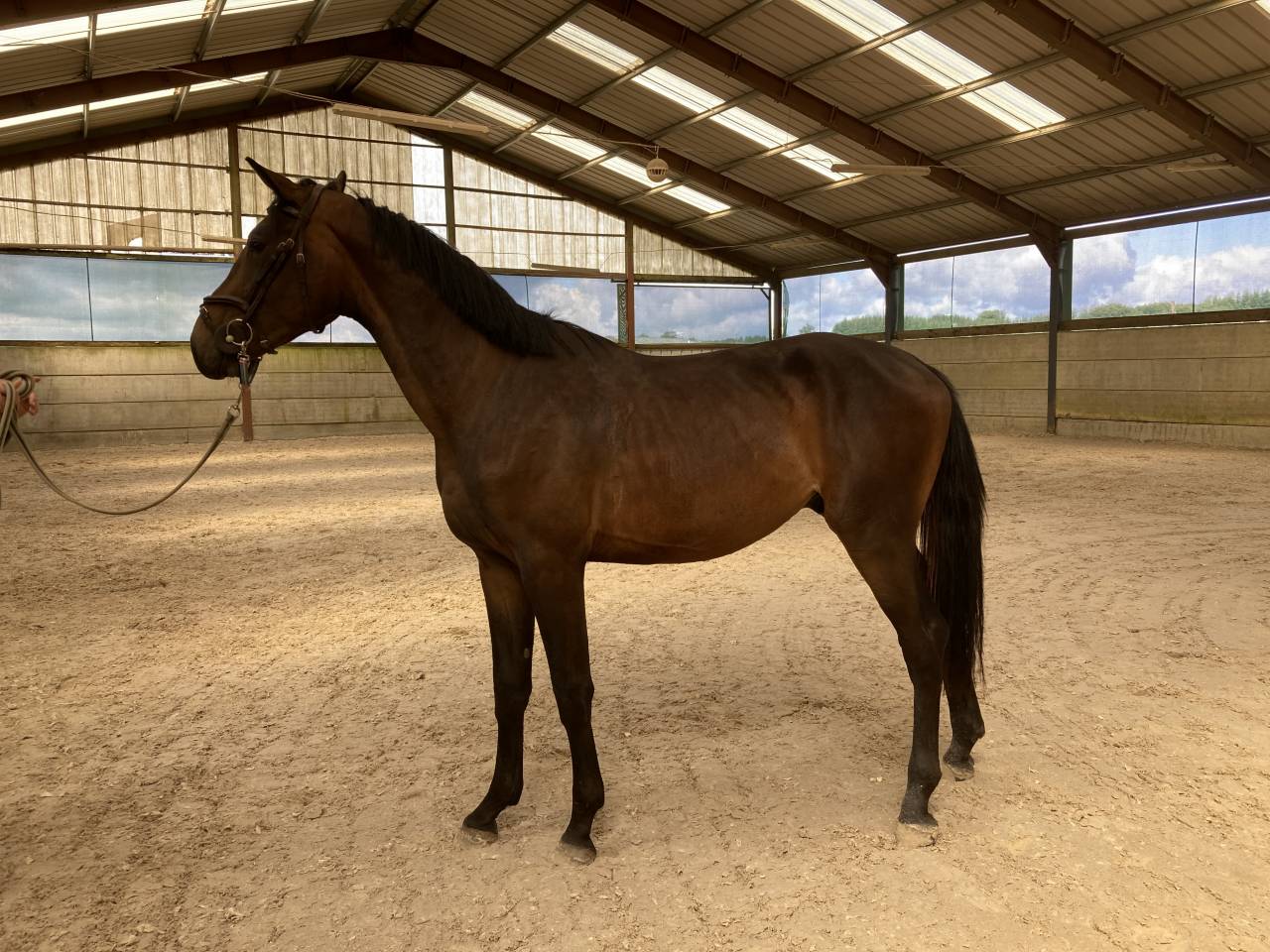 Gelding Zangersheide For sale 2021 Dark Bay
