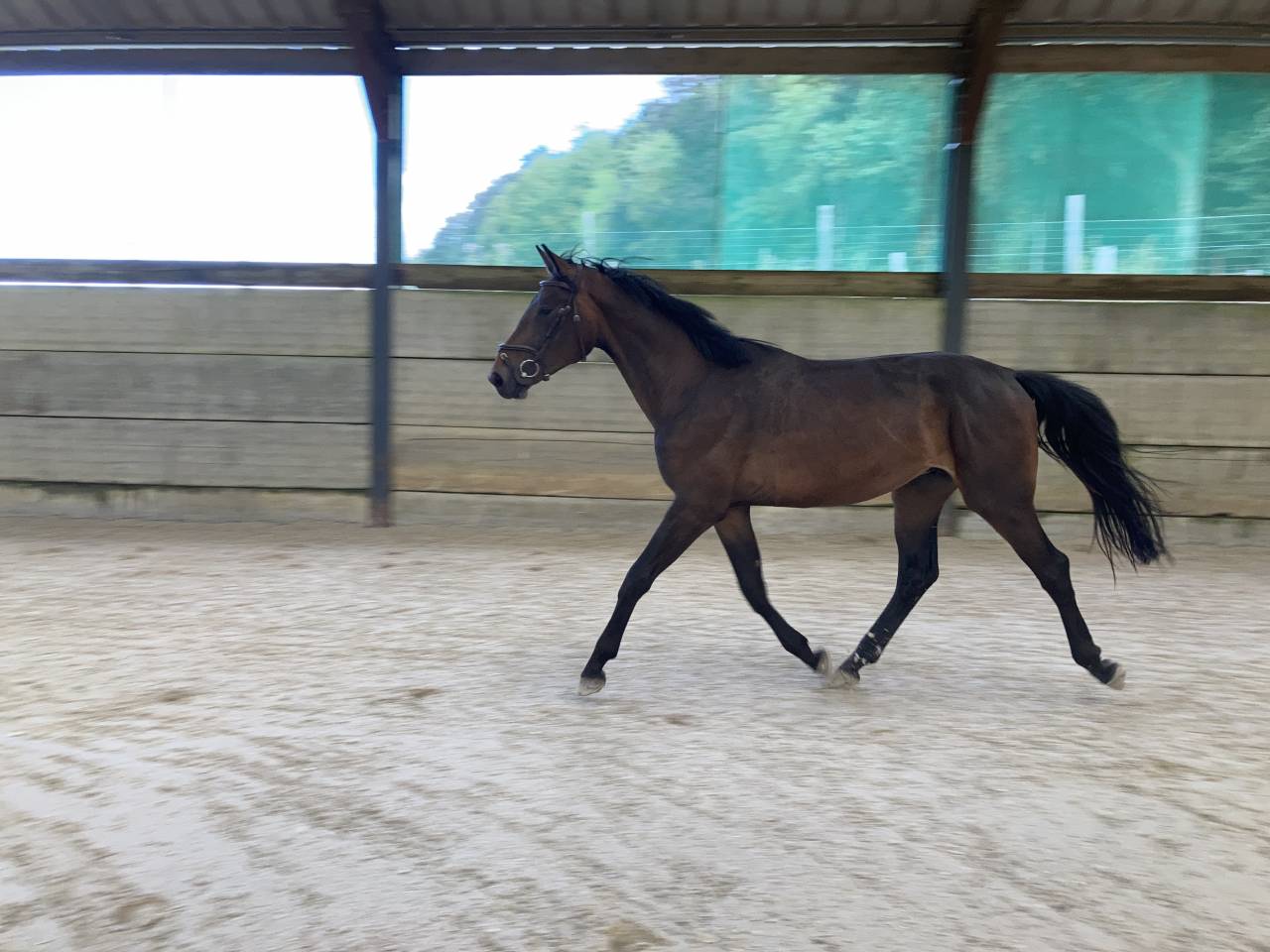 Gelding Zangersheide For sale 2021 Dark Bay
