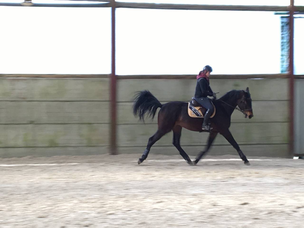 Gelding Zangersheide For sale 2021 Dark Bay