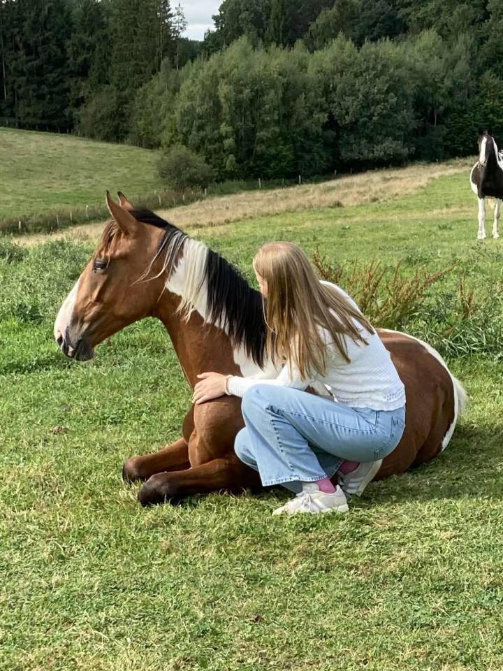 Stallion Zangersheide For sale 2024 Coloured