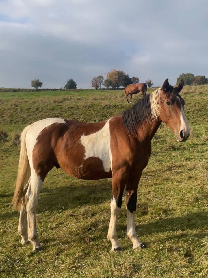 Stallion Zangersheide For sale 2024 Coloured