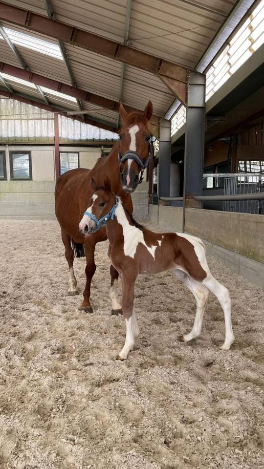 Stallion Zangersheide For sale 2024 Coloured