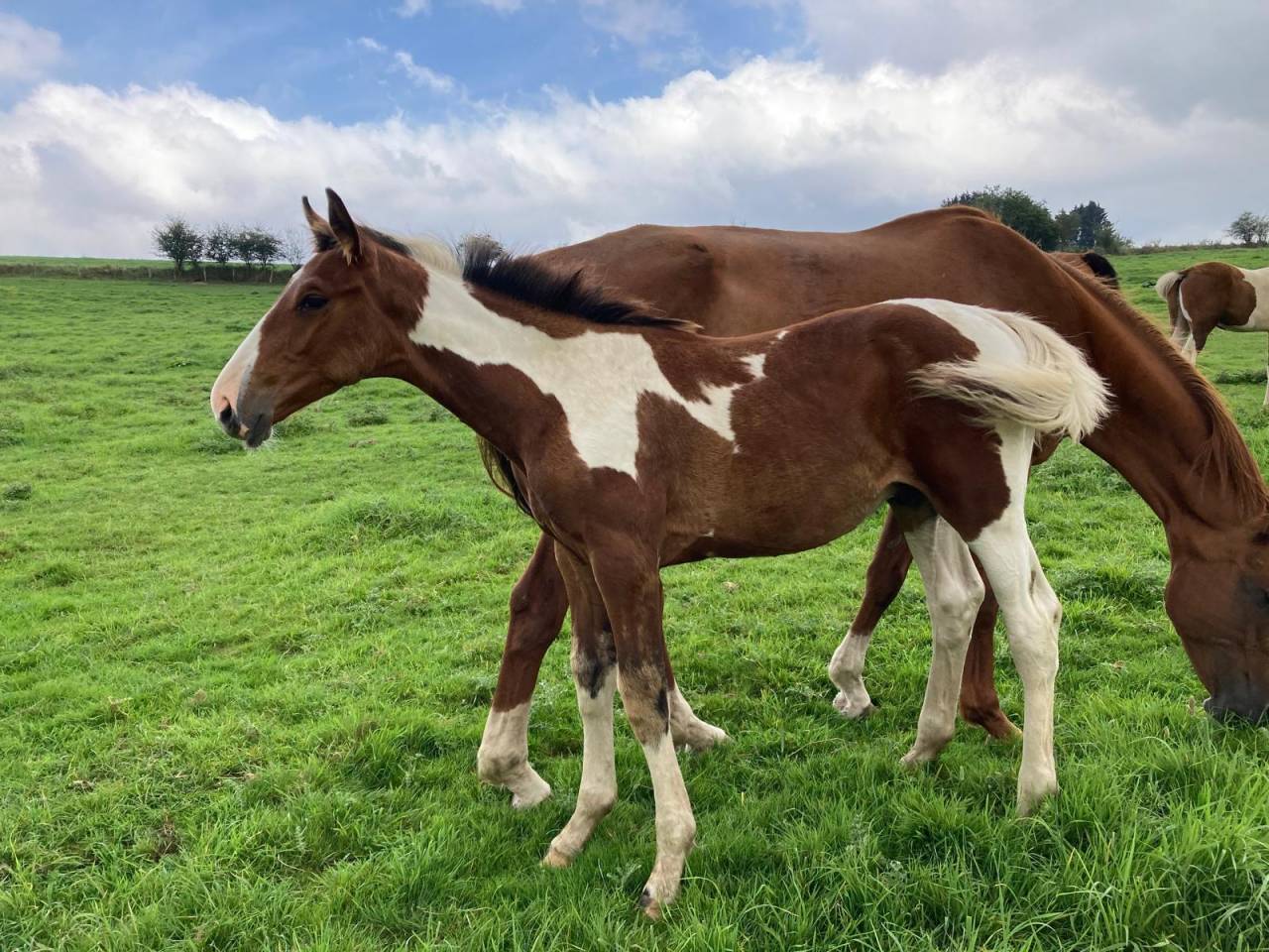 Stallion Zangersheide For sale 2024 Coloured