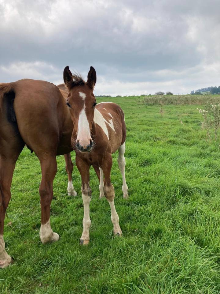 Stallion Zangersheide For sale 2024 Coloured