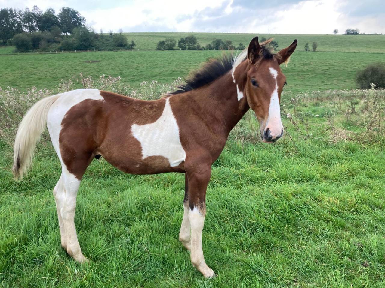 Stallion Zangersheide For sale 2024 Coloured