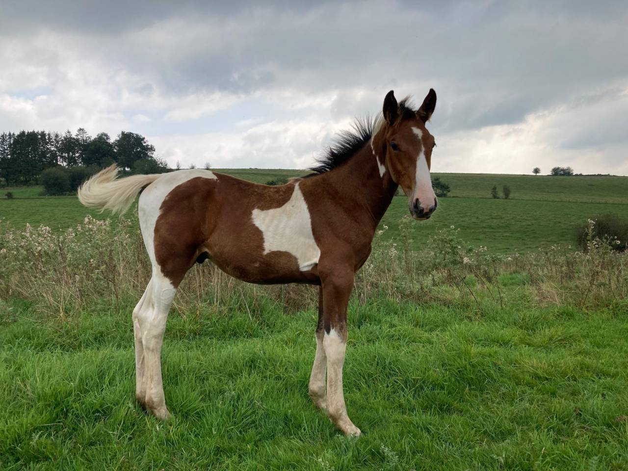Stallion Zangersheide For sale 2024 Coloured