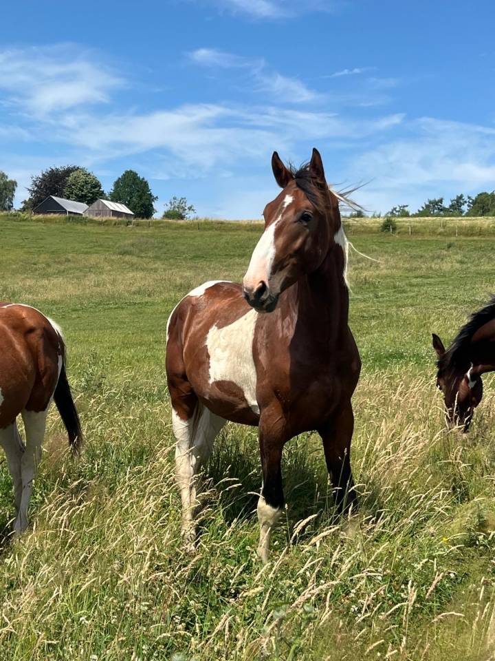 Stallion Zangersheide For sale 2024 Coloured