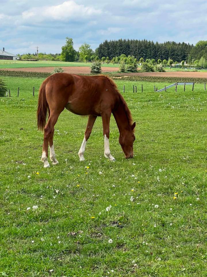 Mare Zangersheide For sale 2025 Coloured