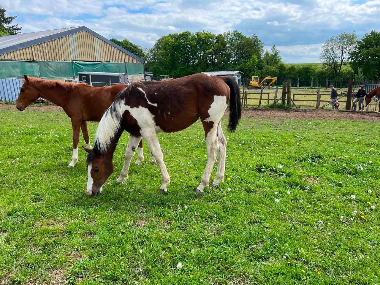 Mare Zangersheide For sale 2025 Coloured