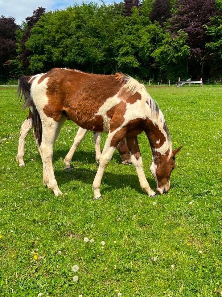 Mare Zangersheide For sale 2025 Coloured