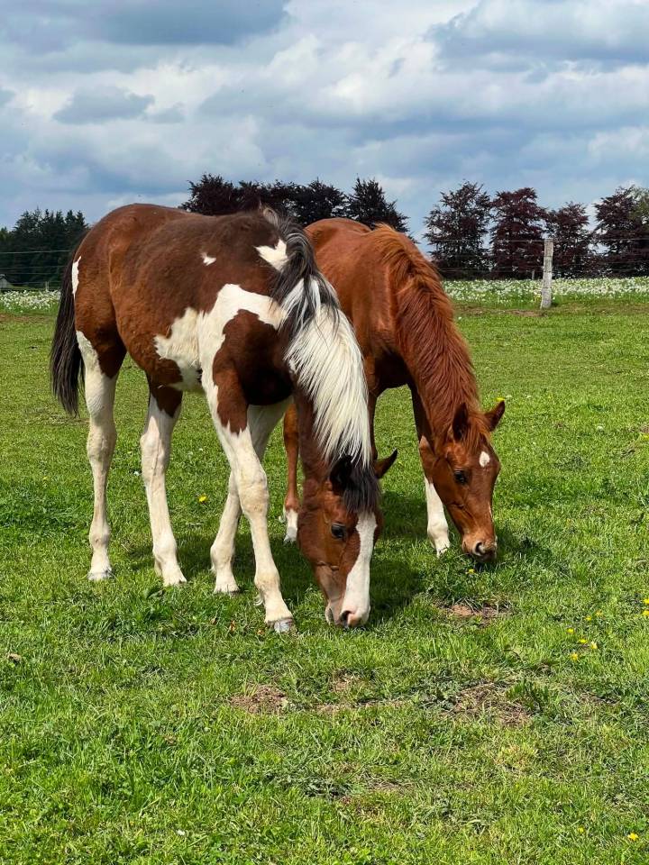 Mare Zangersheide For sale 2025 Coloured