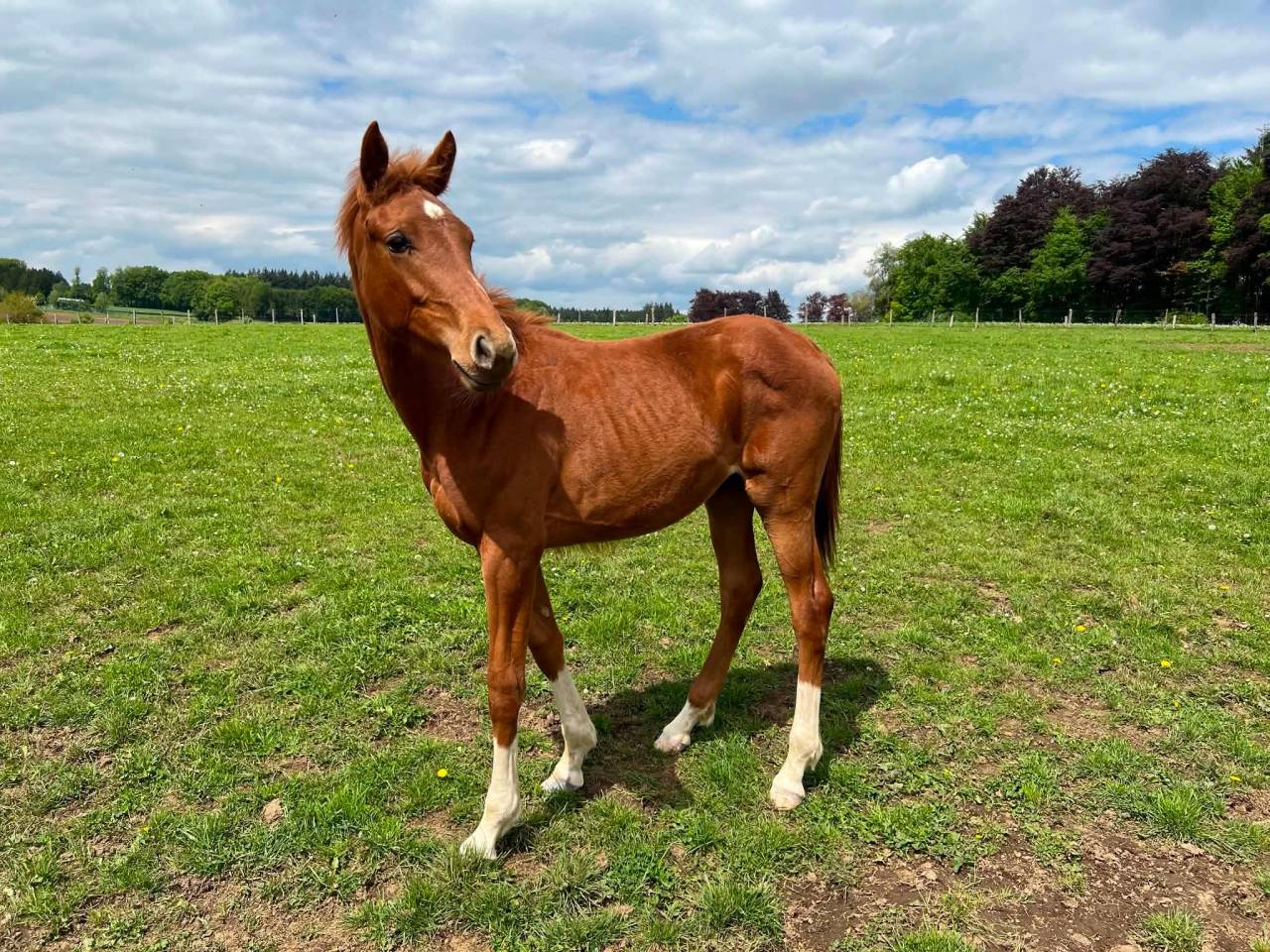 Mare Zangersheide For sale 2025 Coloured