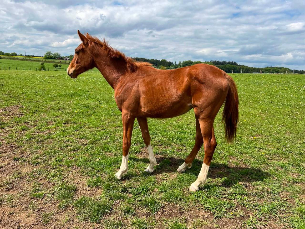 Mare Zangersheide For sale 2025 Coloured