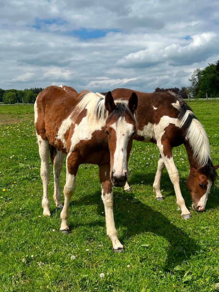 Mare Zangersheide For sale 2025 Coloured