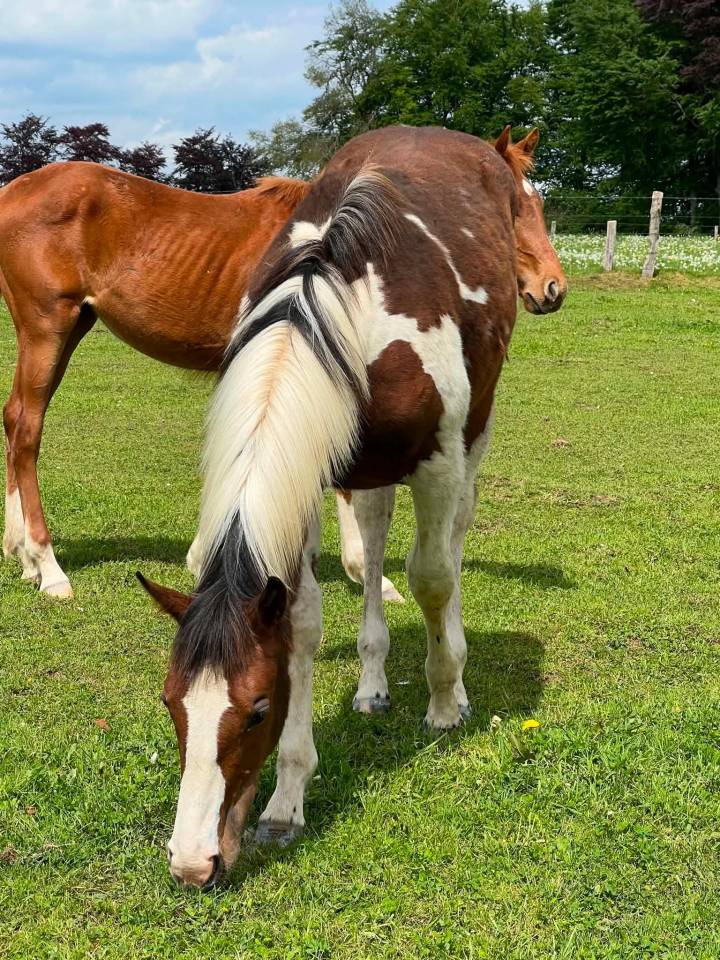 Mare Zangersheide For sale 2025 Coloured
