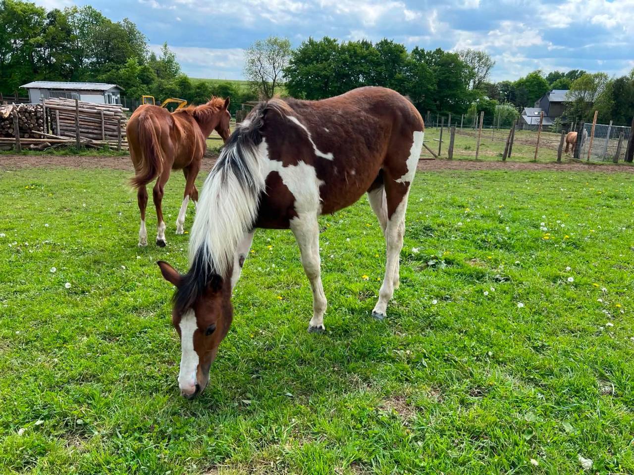 Mare Zangersheide For sale 2025 Coloured