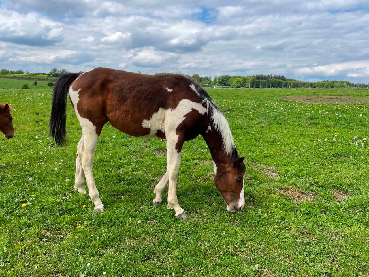 Mare Zangersheide For sale 2025 Coloured