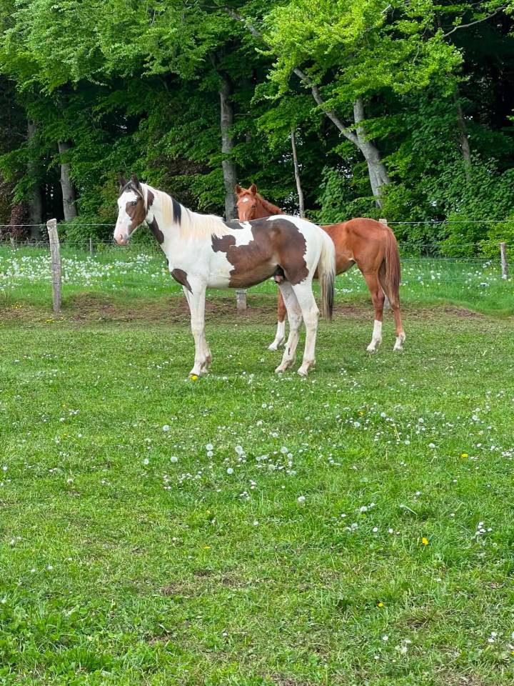 Mare Zangersheide For sale 2025 Coloured