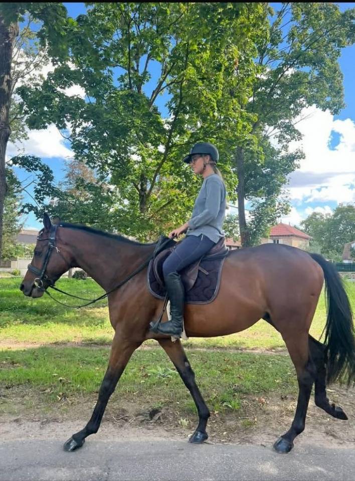 Gelding Thoroughbred For sale 2021 Dark Bay