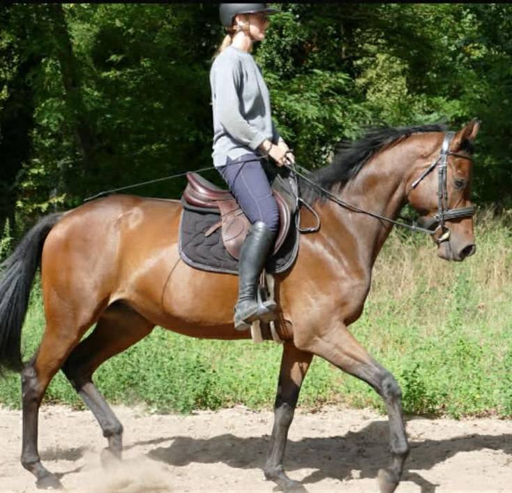 Gelding Thoroughbred For sale 2021 Dark Bay