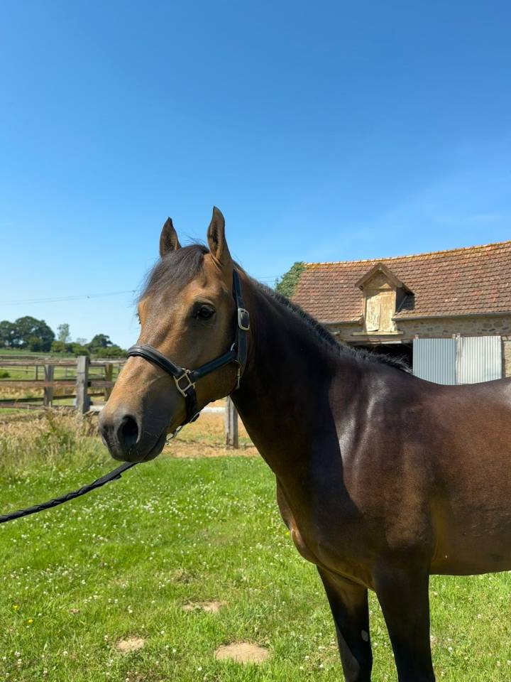 Stallion New Forest For sale 2021 Buckskin