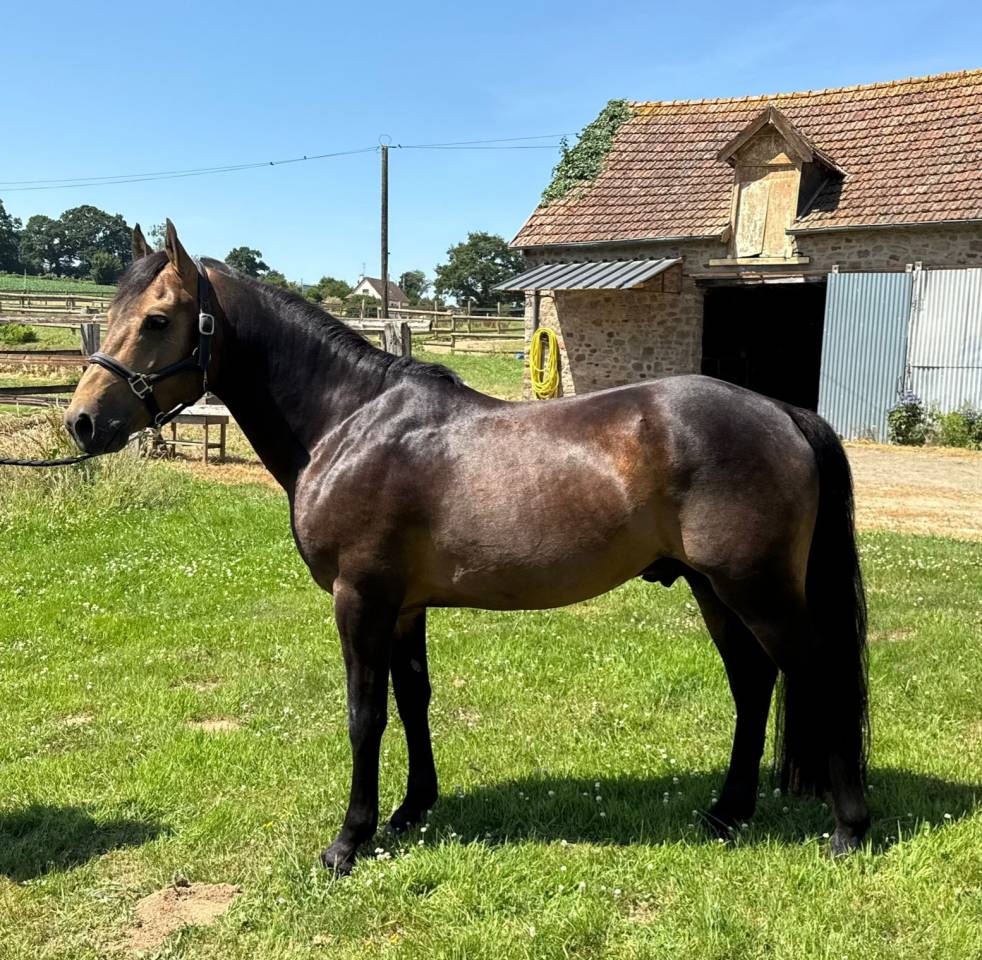 Stallion New Forest For sale 2021 Buckskin