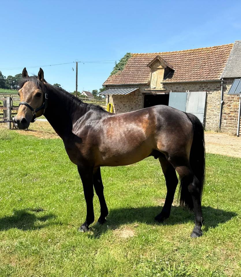 Stallion New Forest For sale 2021 Buckskin