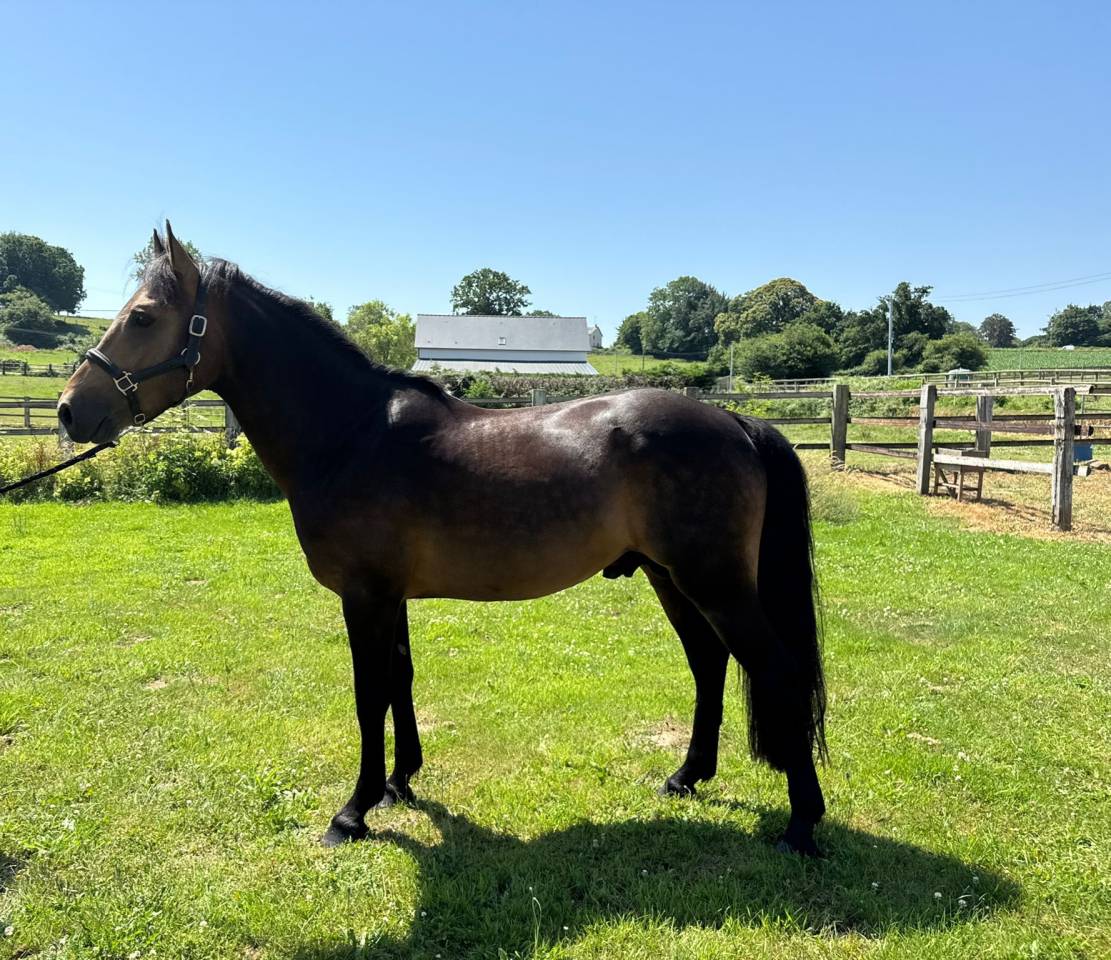 Stallion New Forest For sale 2021 Buckskin