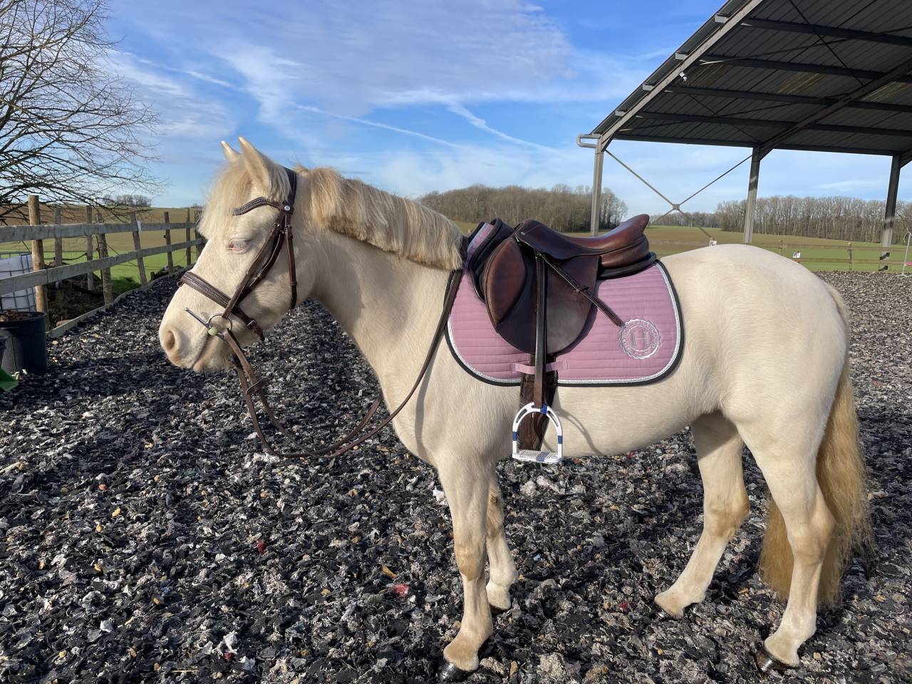 Mare No Origin Recorded For sale 2020 Cream