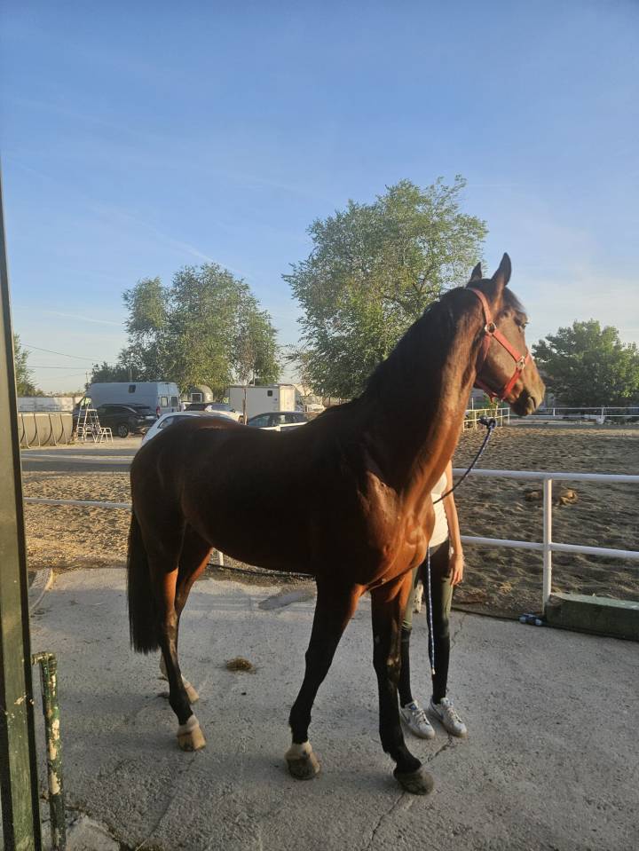 Colt Zangersheide For sale 2021 Other color