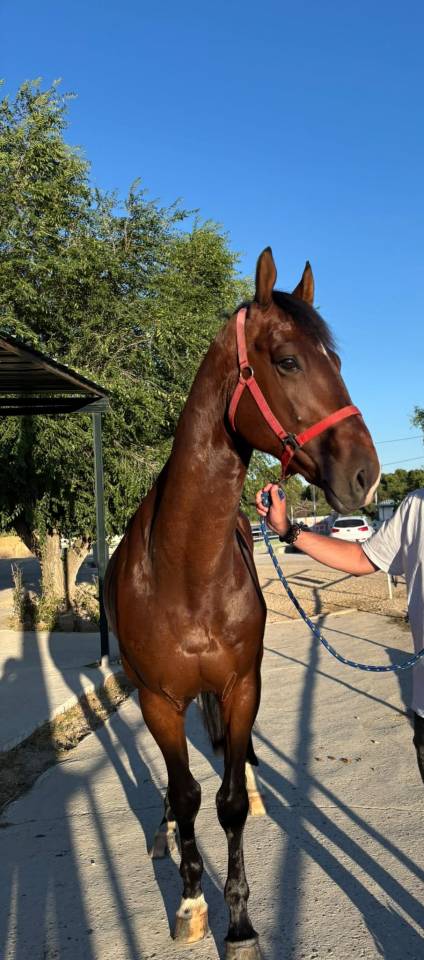 Colt Zangersheide For sale 2021 Other color