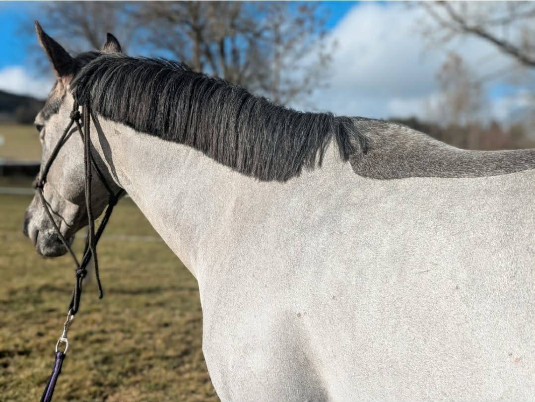 Mare French Saddle Pony For sale 2022 Grey
