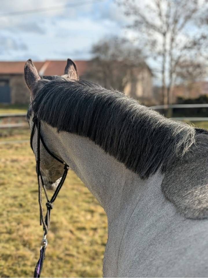 Mare French Saddle Pony For sale 2022 Grey