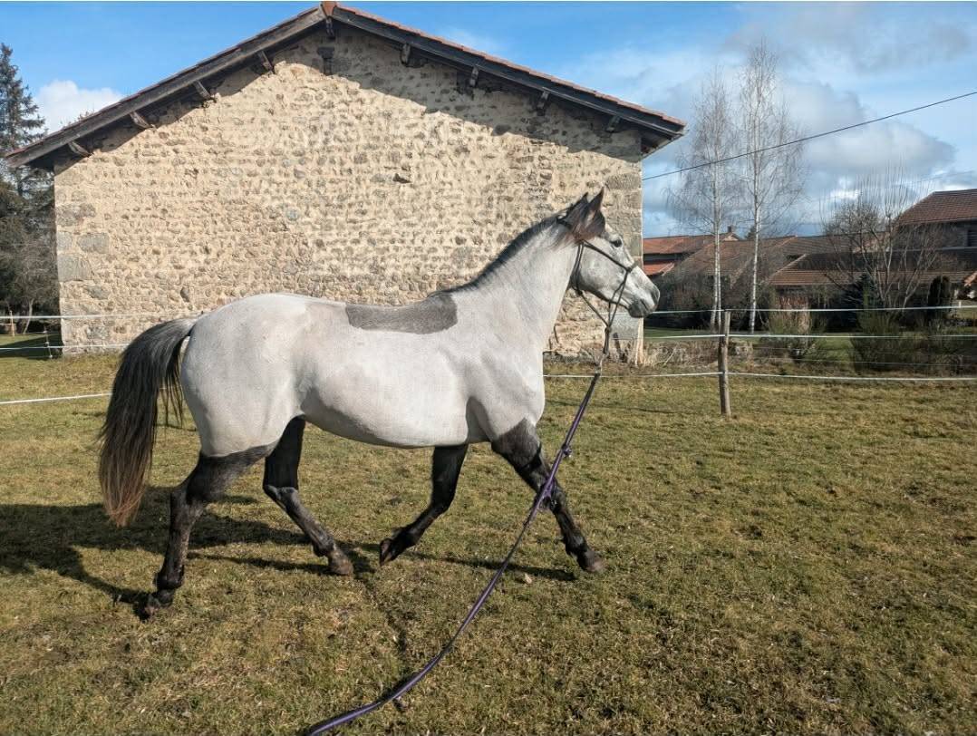 Mare French Saddle Pony For sale 2022 Grey