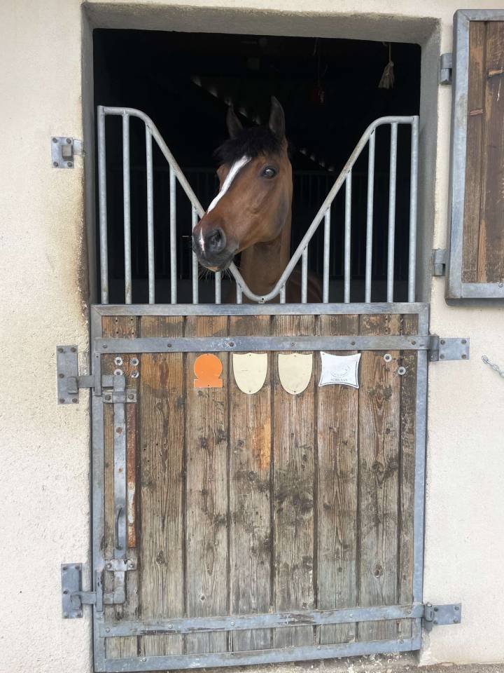 Gelding British Riding Pony For sale 2010 Bay