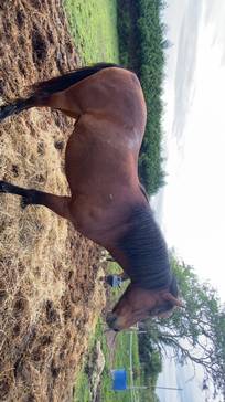 Gelding Landais For sale 2017 Bay