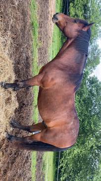 Gelding Landais For sale 2017 Bay