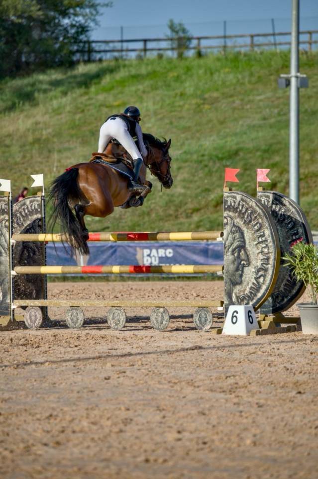 Mare French Saddle Pony For sale 2017 Bay